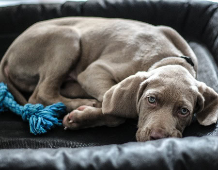 indestructible dog beds