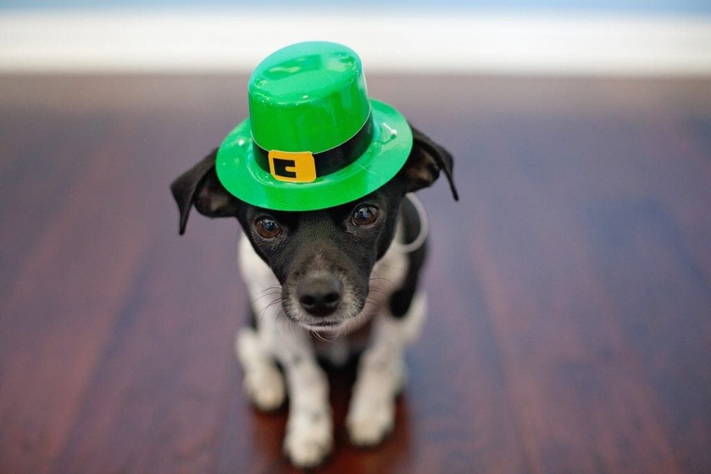 irish chihuahua