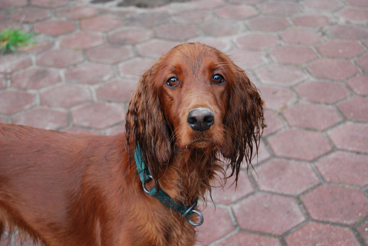 irish setter