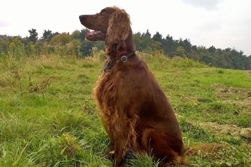 irish setter sitting on grass with mouth open