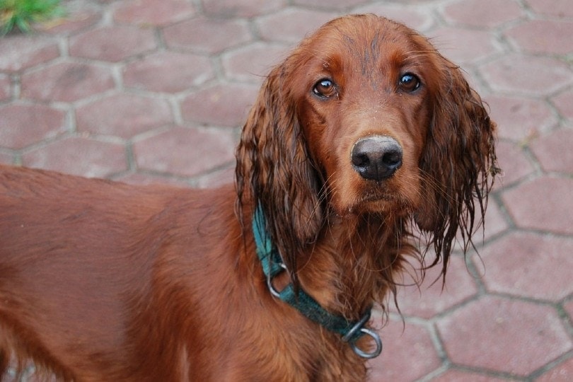 irish setter with collar in the streets
