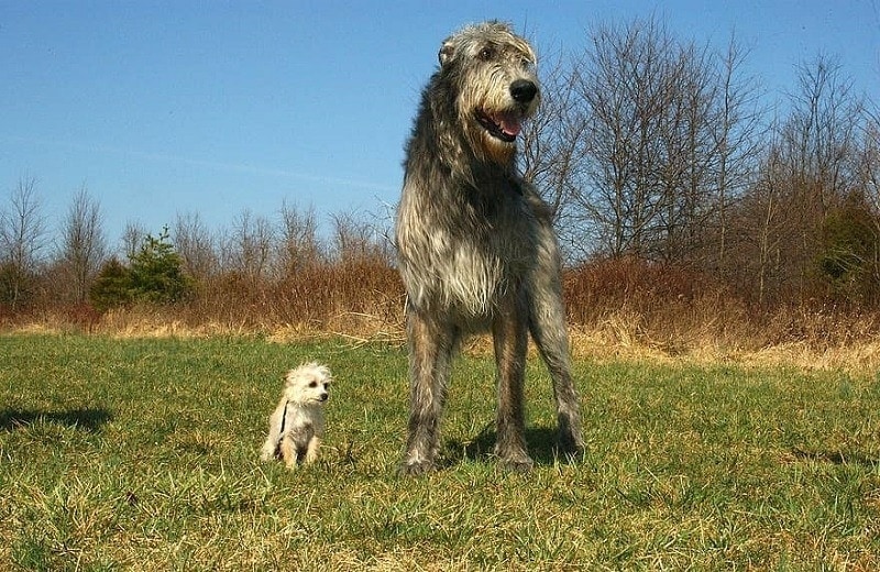 irish wolfhound
