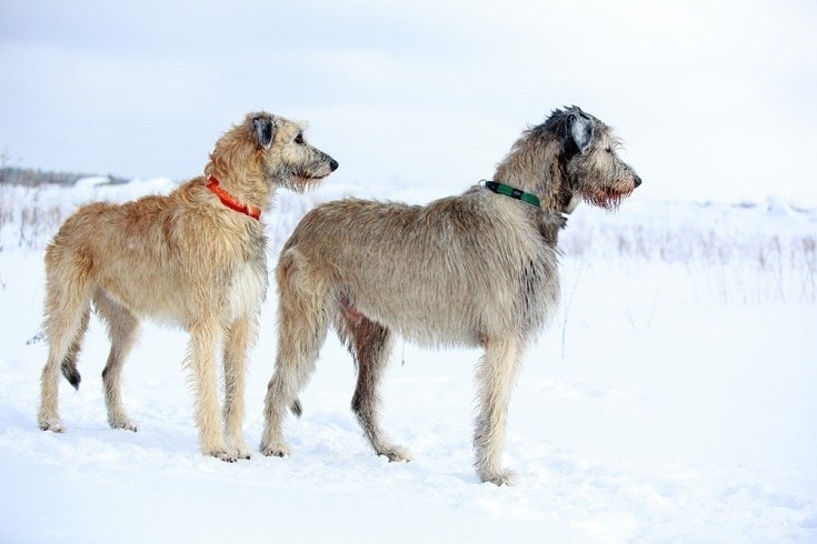 irish wolfhound dog in winter field