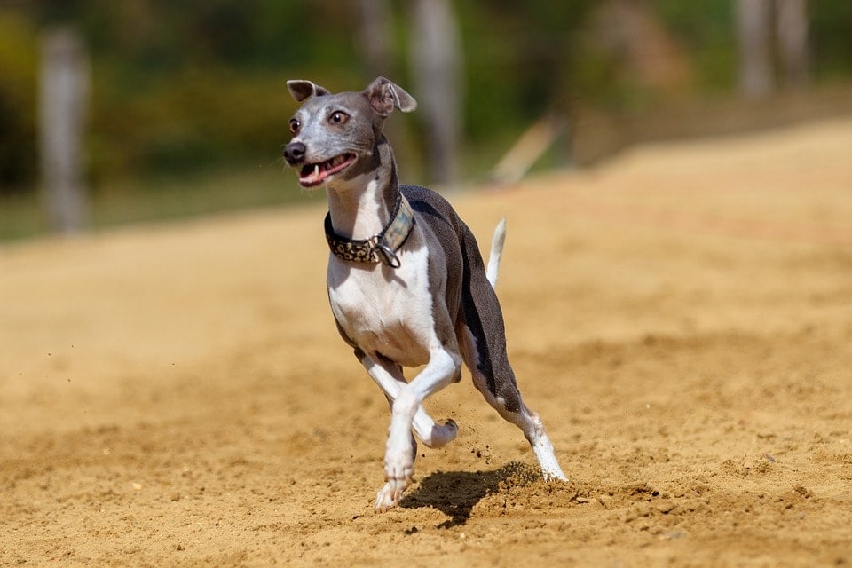 italian greyhound running