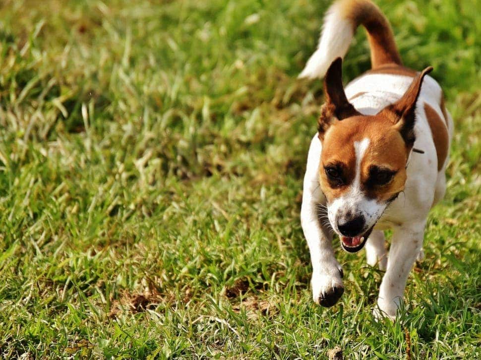 jack rat terrier running
