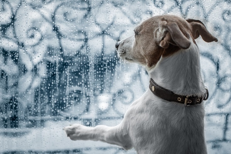 jack russel dog at window