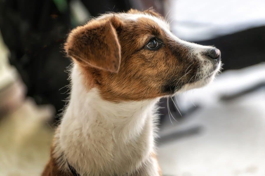 jackshund puppy
