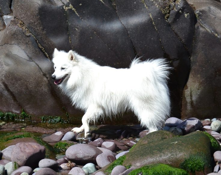 White Japanese Spitz