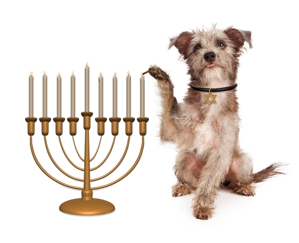 dog with jewish candles