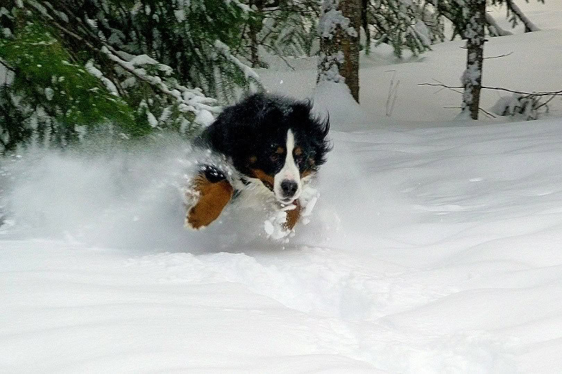 Great Bernese running in the snow