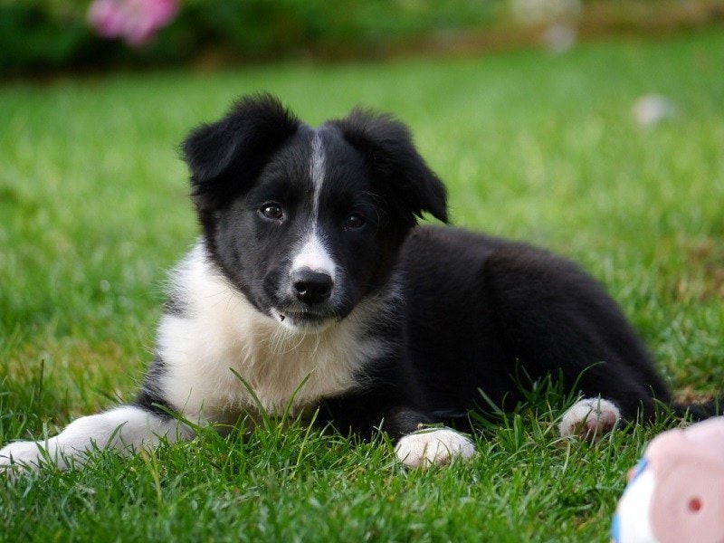 karelian bear dog puppy