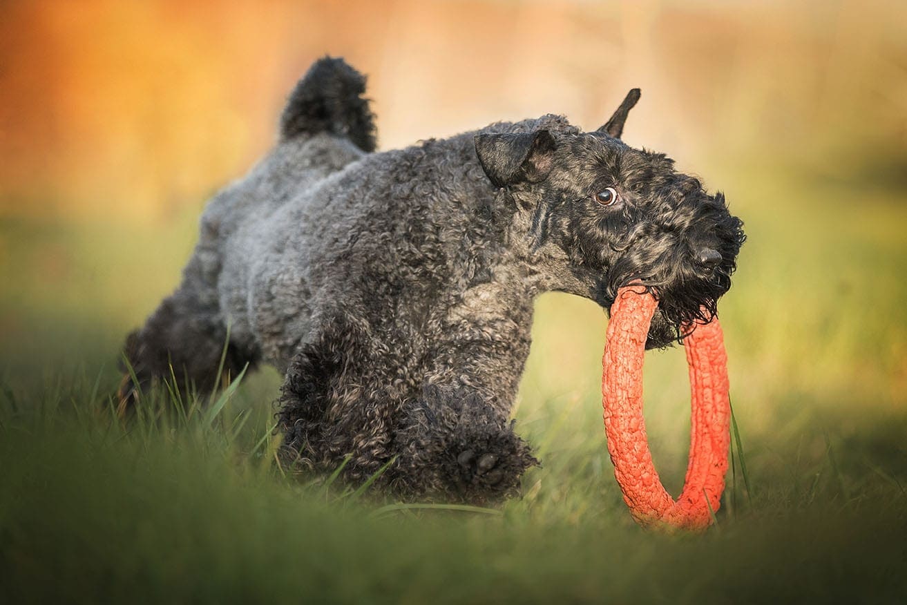 kerry blue terrier with toy