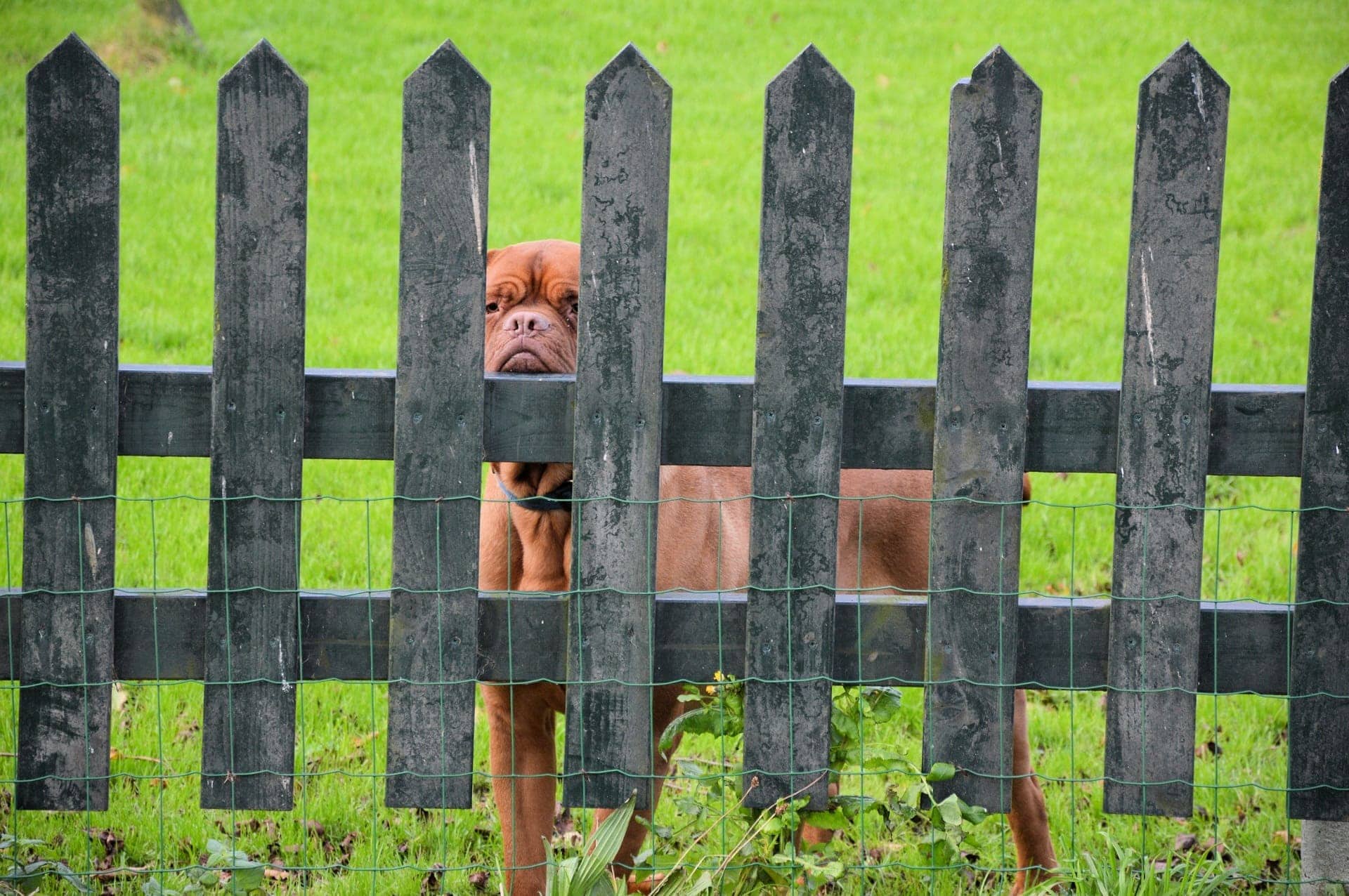 Bordeaux behind picket fence
