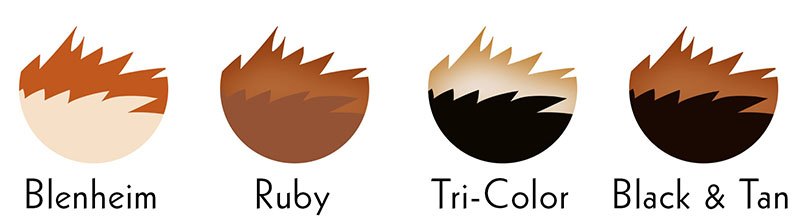 king cavalier charles colors