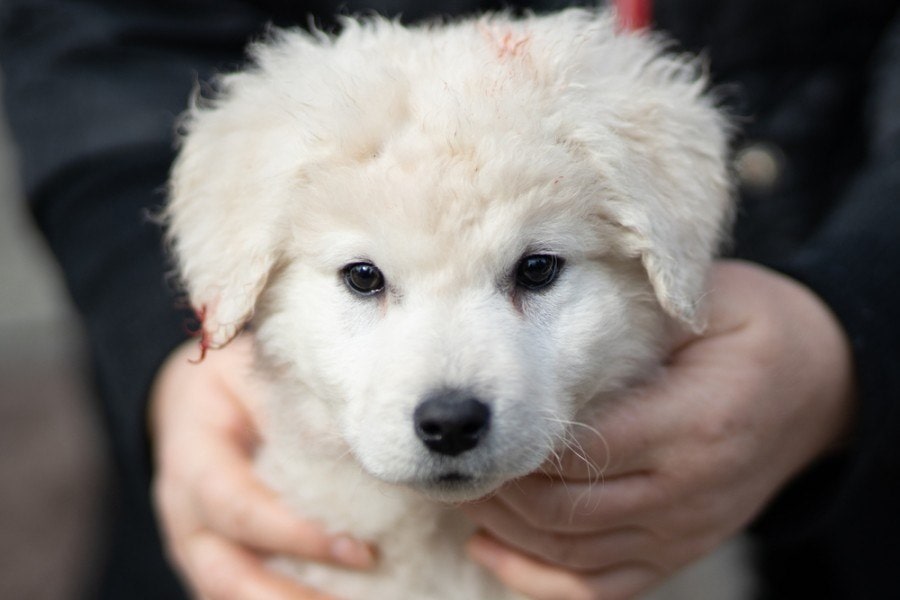 kuvasz puppy