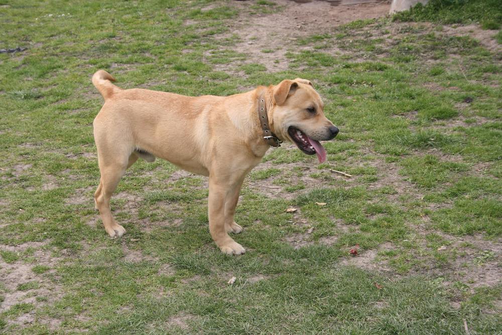 lab pei on grass