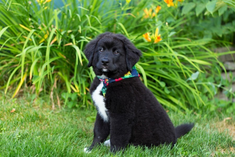 labernese puppy