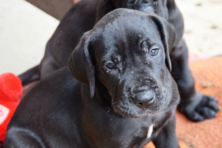 labradane puppy