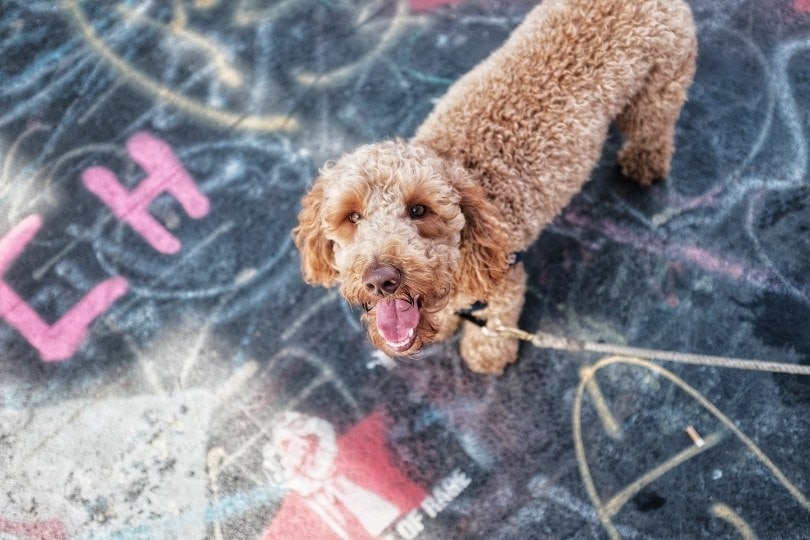 labradoodle on a leash looking up