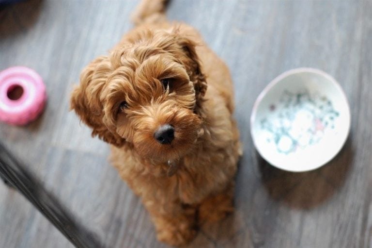 Top 20 Designer Dog Breeds in 2026 (With Info & Pictures) | Hepper Pet ...