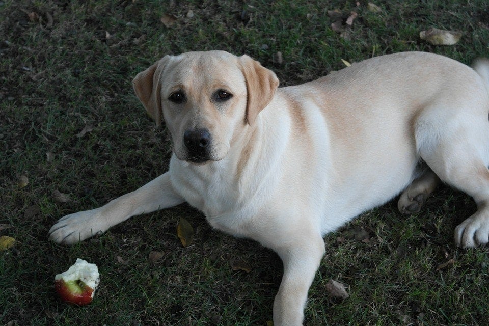 labrador eating apple
