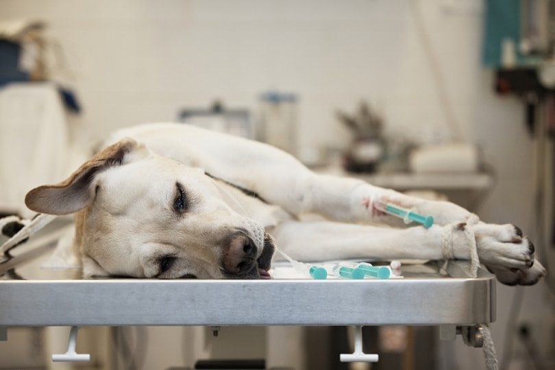 labrador-retriever-in-veterinary-clinic_Jaromir-Chalabala_shutterstock