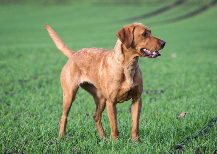 labrador