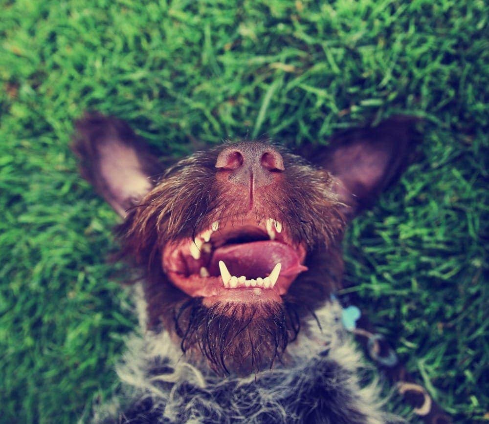 laughing dog