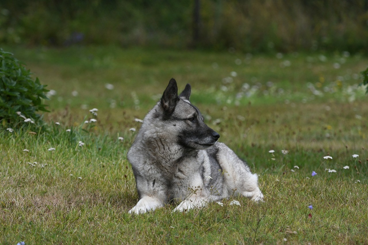 norwegian elkhound