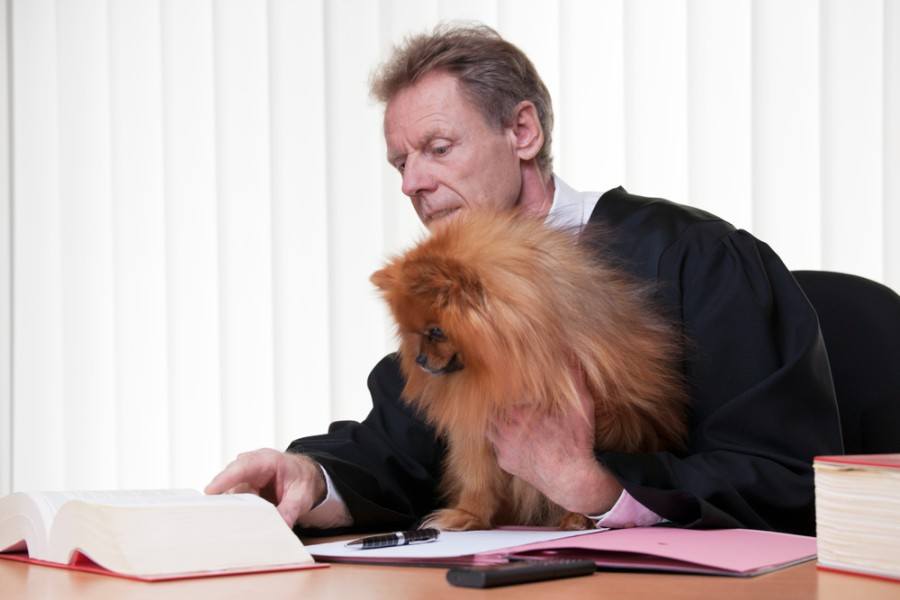 lawyer reading in a statute book with his dog_artmannwitte_shutterstock