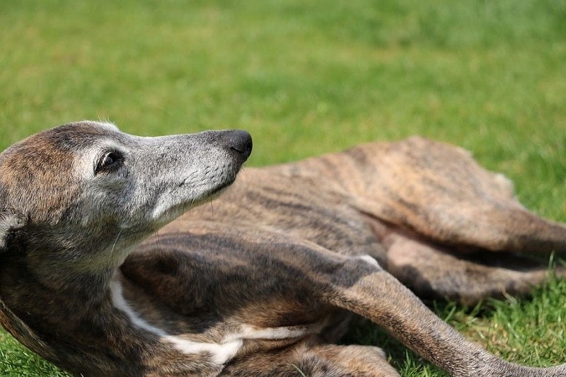 laying whippet