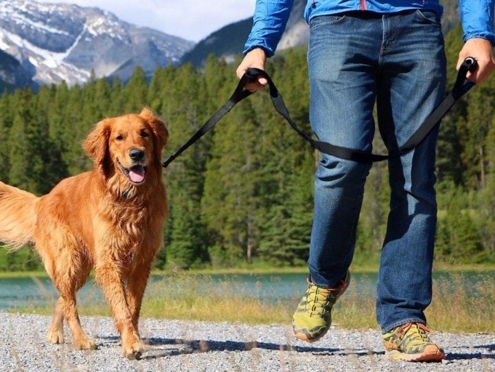 leashes for dogs that pull