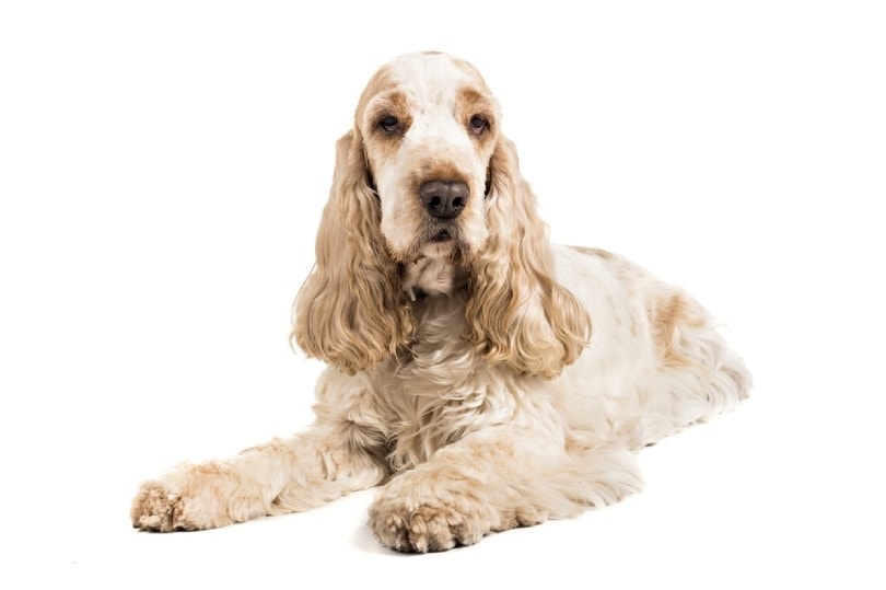 lemon and white cocker spaniel