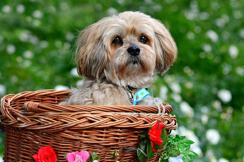 La Chon Dog Breed Info