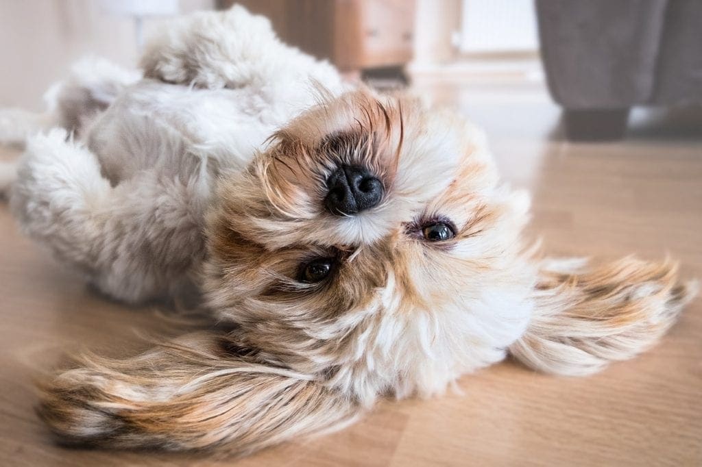 lhasa apso sleeping