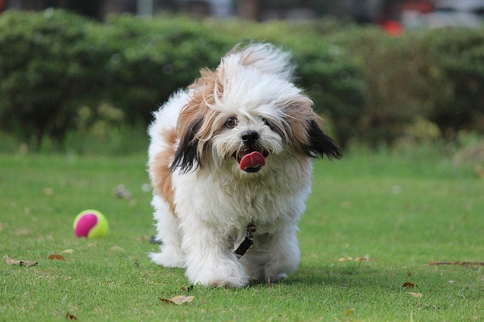 lhasa apso