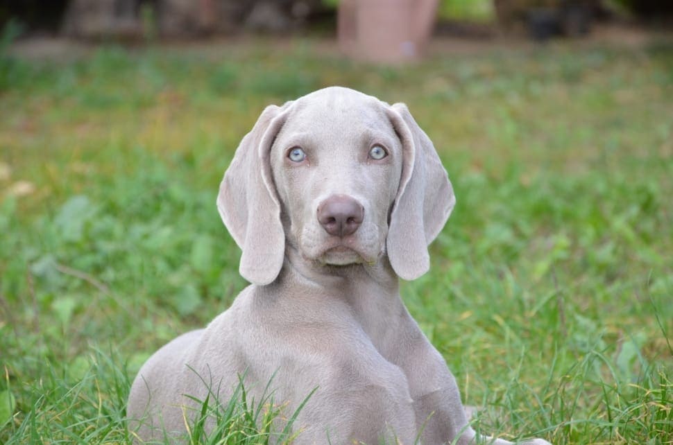 light grey weimaraner