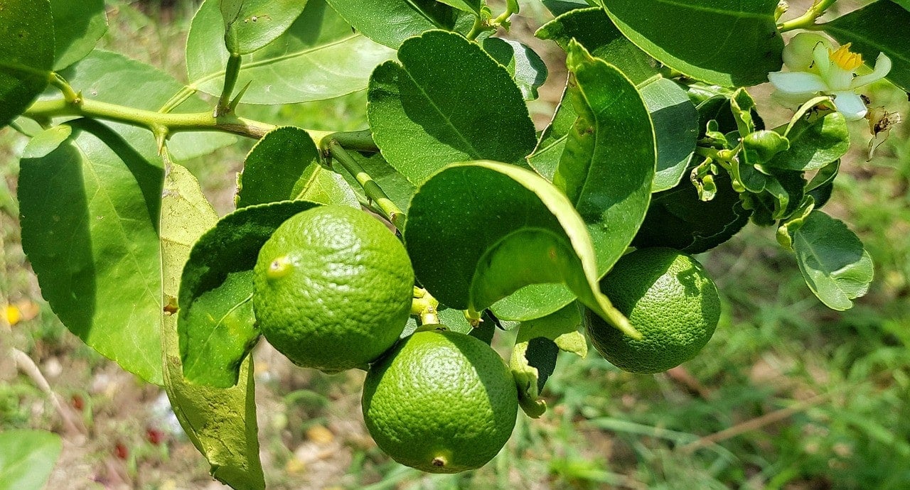 lime tree