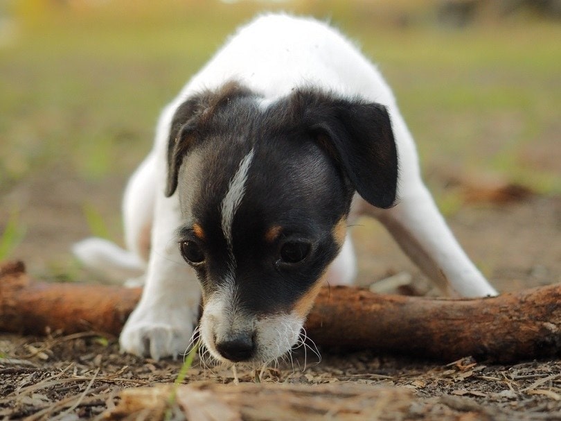little, black and white Mini Foxy Russell puppy sitting on the ground with a stick
