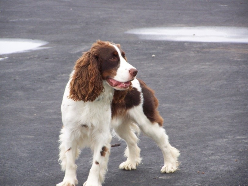 liver and white cocker spaniel