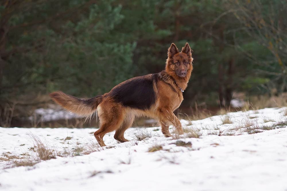 liver german shepherd in the snow