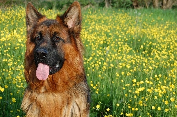 long haired german shepherd