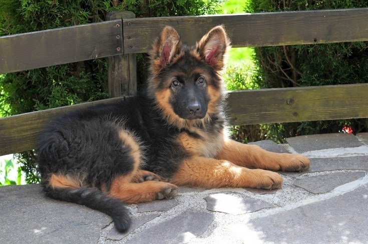 long haired german shepherd puppy