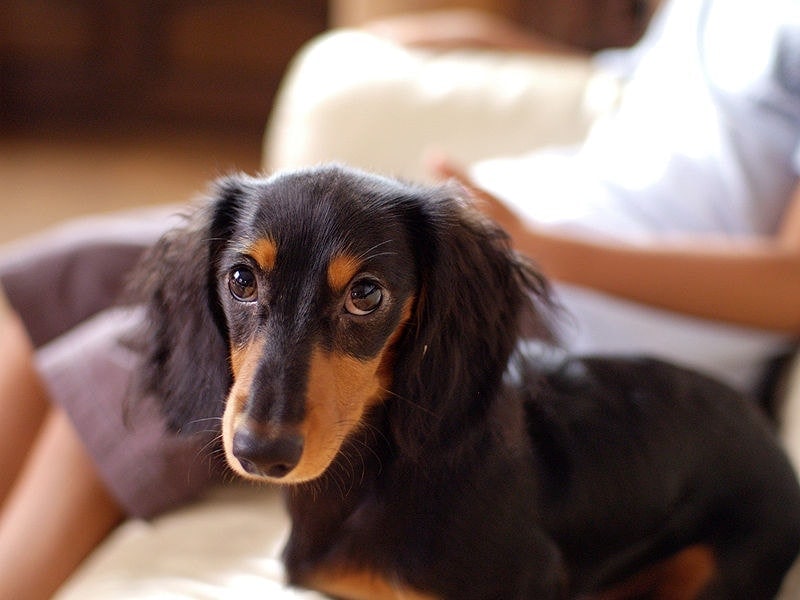 longhaired dachshund