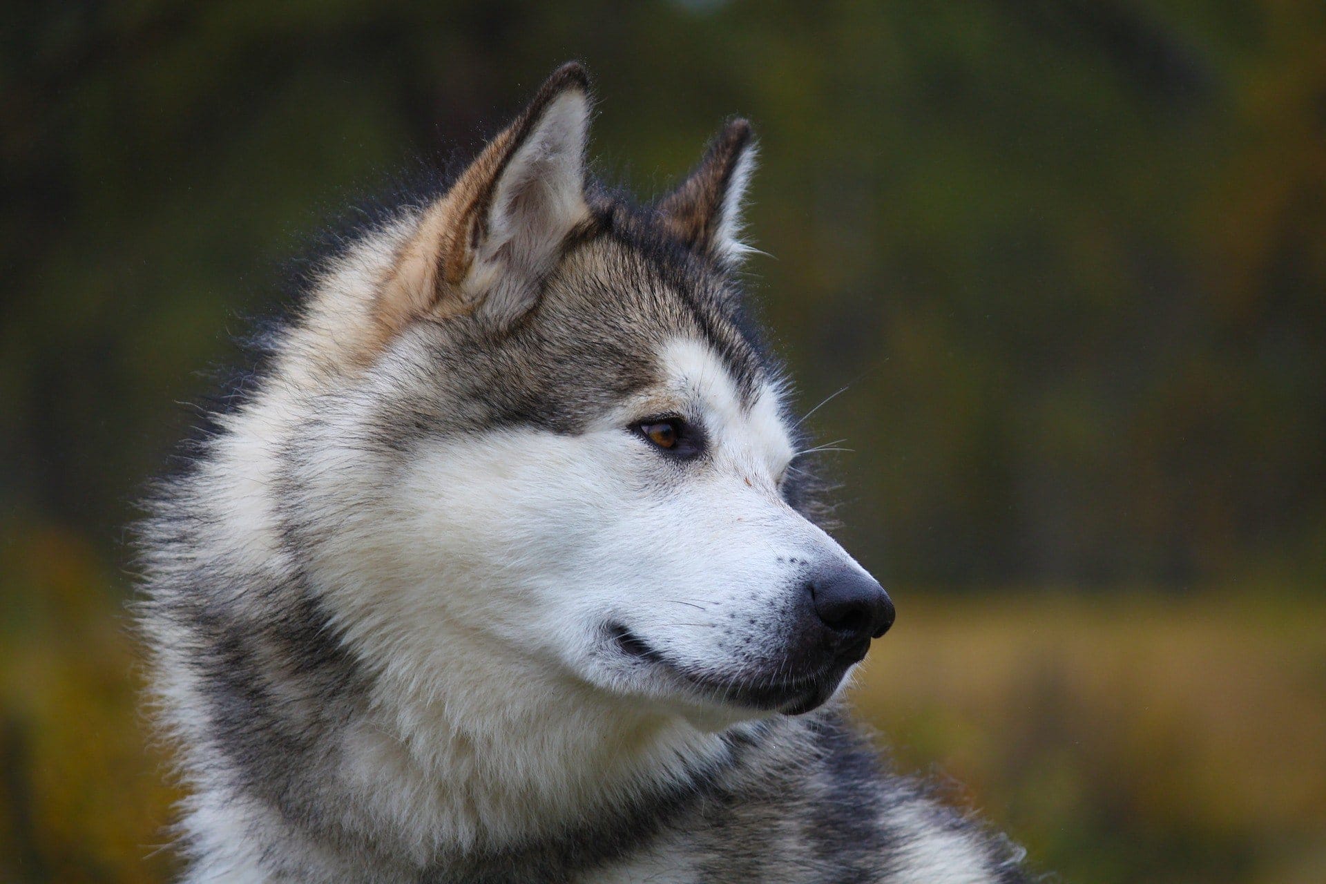 Alaskan malamute dog beautiful