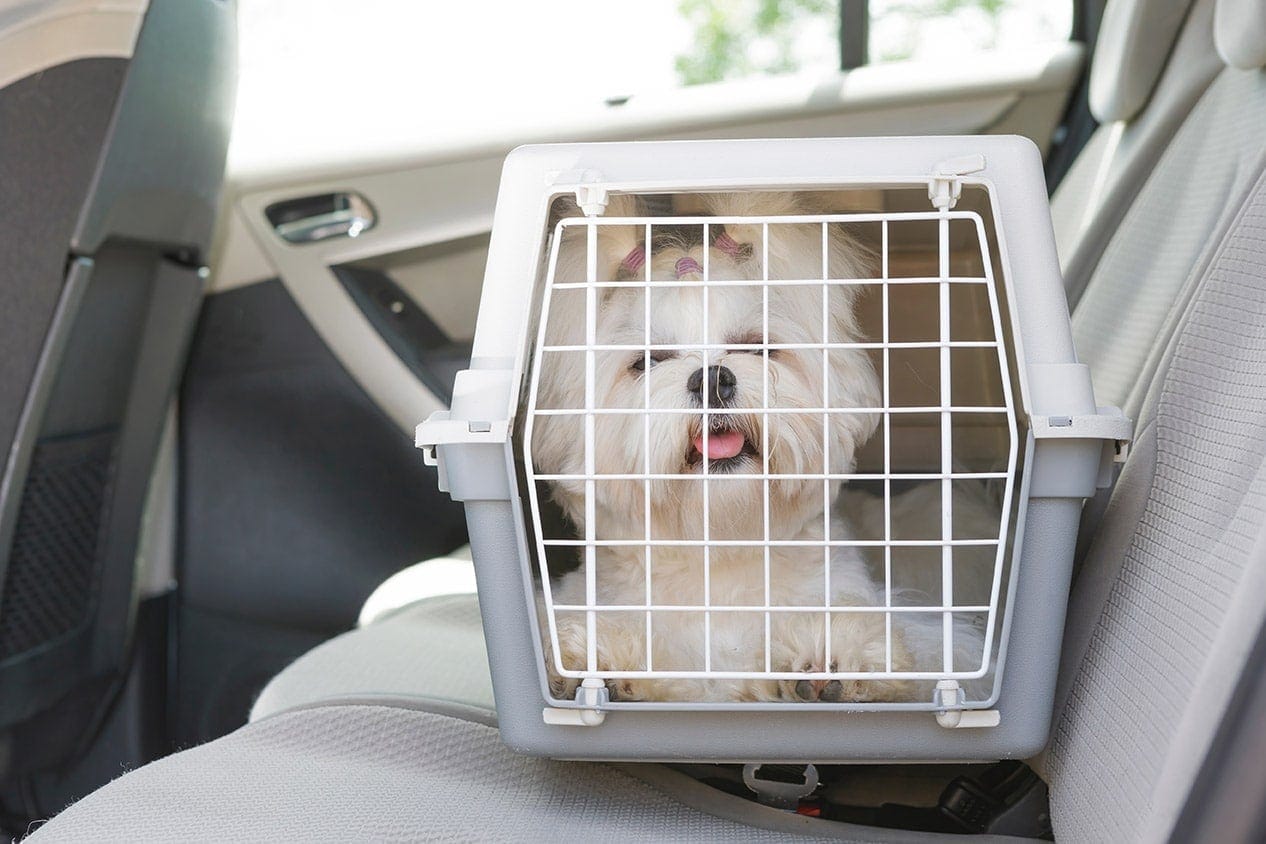 maltese in carrier riding a car