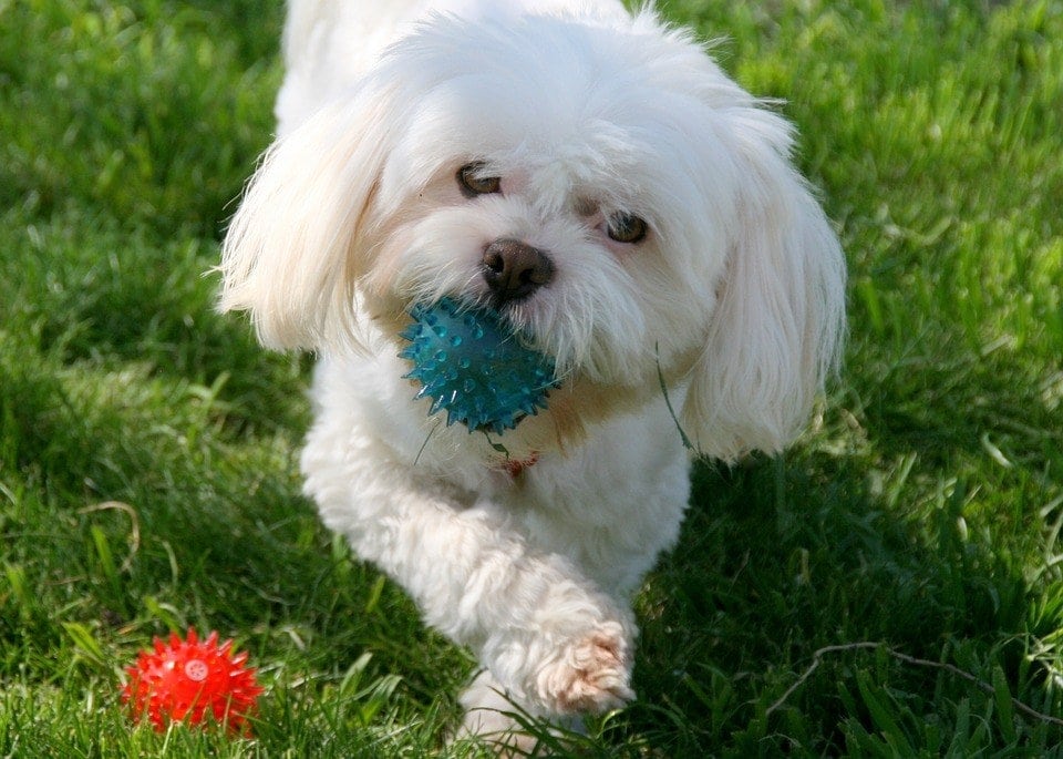Maltese playing with ball