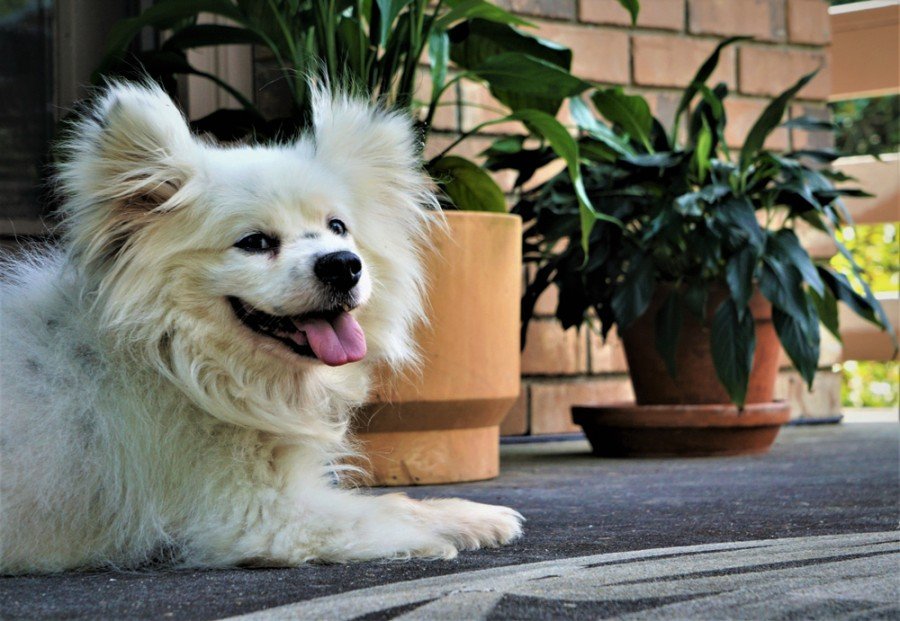 maltipom