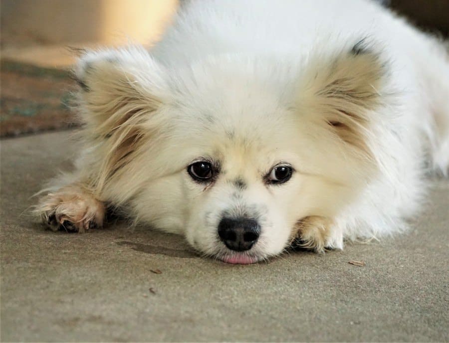 maltipom puppy