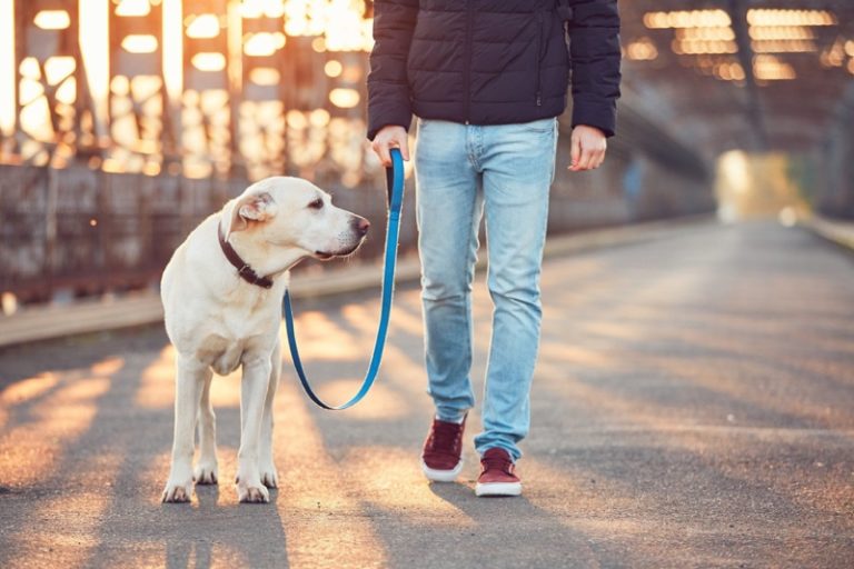 View of 20 Best Companion Dog Breeds (With Info & Pictures) | Hepper Pet Resources